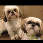 Oliver & Nina - @gordo_e_nina - Instagram