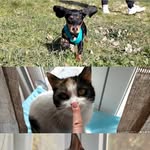 Oliver Nina Loki - @duegattiperunbassotto - Instagram