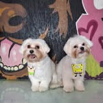 🐾 Oliver & Otto - @oliverottosaez - Instagram