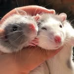 Oliver & Otto 🐭🐁 - @rattarada__ - Instagram