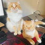 Oliver & Otto Svidzinski - @oliverottosvidzinski - Instagram