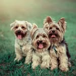 Oliver-Otto-Ozzy & Amigos Pet - @olivereamigos - Instagram