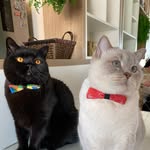Oliver.Otto.Hashi.Theo - @oliver.otto.hashi.theo - Instagram