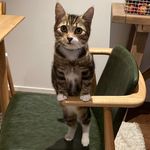 Oli - @oliver_payne_meows - Instagram