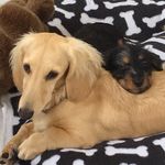 Oliver e Filomena Peake - @oli.filo_peake - Instagram