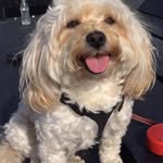 Oliver Philip - @sobarezineyellephilip - Instagram