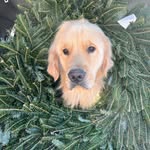 Oliver Powell Brooke’s dog - @olivertakesthegold - Instagram