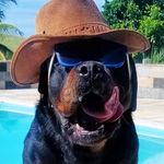 Oliver Prince & Ninita Bonita - @oliverrottweiler - Instagram