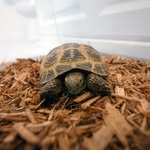 Oliver Randolph - @olivertheadorabilistort - Instagram