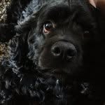 Oliver Riggs - @oliverriggsthecocker - Instagram