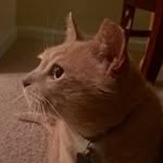 Oliver Rodgers - @oliver_has_all_the_fur - Instagram