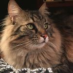 Oliver Rogers - @stealthcat - Instagram