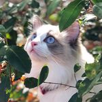 ꧁𝕆𝕝𝕚𝕧𝕖𝕣 ℝ𝕠𝕤𝕖 ꧂ - @oliver.rose.ragdoll - Instagram
