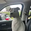 Life with a Boxer - @oliverrusselboxertok - TikTok
