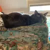 Oliver Russ - @olliecat31616 - TikTok