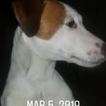 Oliver Sharp - @oliverjagdog - Instagram
