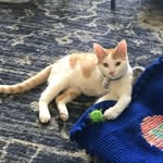Oliver - @oliversharpecohen - Instagram