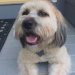 Oliver Simmons - @oliversimnz2 - Instagram
