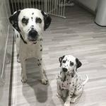 Sharon Dunn - @oliver.spencer.zena.dalmatians - Instagram