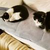 Two Cats One Tail - @oliverstanleyandco - TikTok