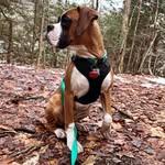 Oliver - @boxer_oliver_stout - Instagram