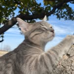 Oliver Stout - @oli_the_kitty_ - Instagram