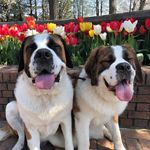 Oliver & Sweet Annie - @oliverandsweetannie - Instagram