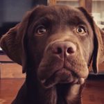 Oliver🐾 - @oliver__sweetchocolatelabrador - Instagram