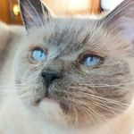 oliver - @oliver_sweet_cat - Instagram