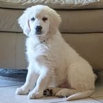 Oliver the Sweet Golden And Ale The Chihuaua - @oliverthesweetgolden - Instagram