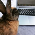 Oliver&Bianca 🐰🐰 - @oliver_sweet_bunny - Instagram