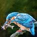 Oliver Todd - Facebook