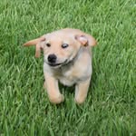 Oliver Toro - @good_gollie_its_ollie - Instagram
