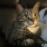 Oliver Sebastián Fluffbutt Tripp - @ollie_the_modelcat - Instagram
