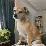 Oliver Tripp Pavolillo - @olivertheotherreindeer - Instagram
