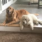 Tripp & Oliver - @trippandoliver - Instagram
