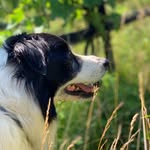 Oliver - @oliver_the_vineyard_dog - Instagram