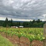 Oliver Springs Vineyard - @stephanie.houchins - Instagram