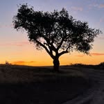 Olivera Canyon Vineyards - @oliveracanyonvineyards - Instagram
