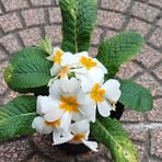 Oliver Wallace - Facebook