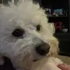 Oliver Wallace - @olliewallybichon - TikTok