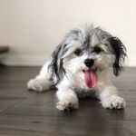 Ollie - @oliver_walter_jerome - Instagram