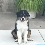 Oliver Walters - @ollietheaussie0321 - Instagram