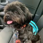 Oliver Walters - @shorkie_how_u_get_so_fly - Instagram