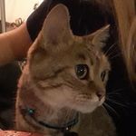 Oliver And Piper Ware - @my.rescue.cats - Instagram