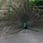 Oliver Weeks - Facebook