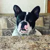 OliverWeeks - @oliver_thefrenchbulldog - TikTok