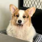 Oliver the Corgi - @oliver_welsh_corgi - Instagram