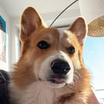 Oliver the Welsh Corgi 🐶 - @oliverwelshcorgi - Instagram