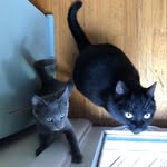 Oliver Wendell + Skye - @oliverwendellandskye - Instagram